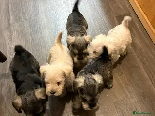 Miniature Schnauzer dogs 💕 stunning miniature schnauzer puppies💕 - Advert 5