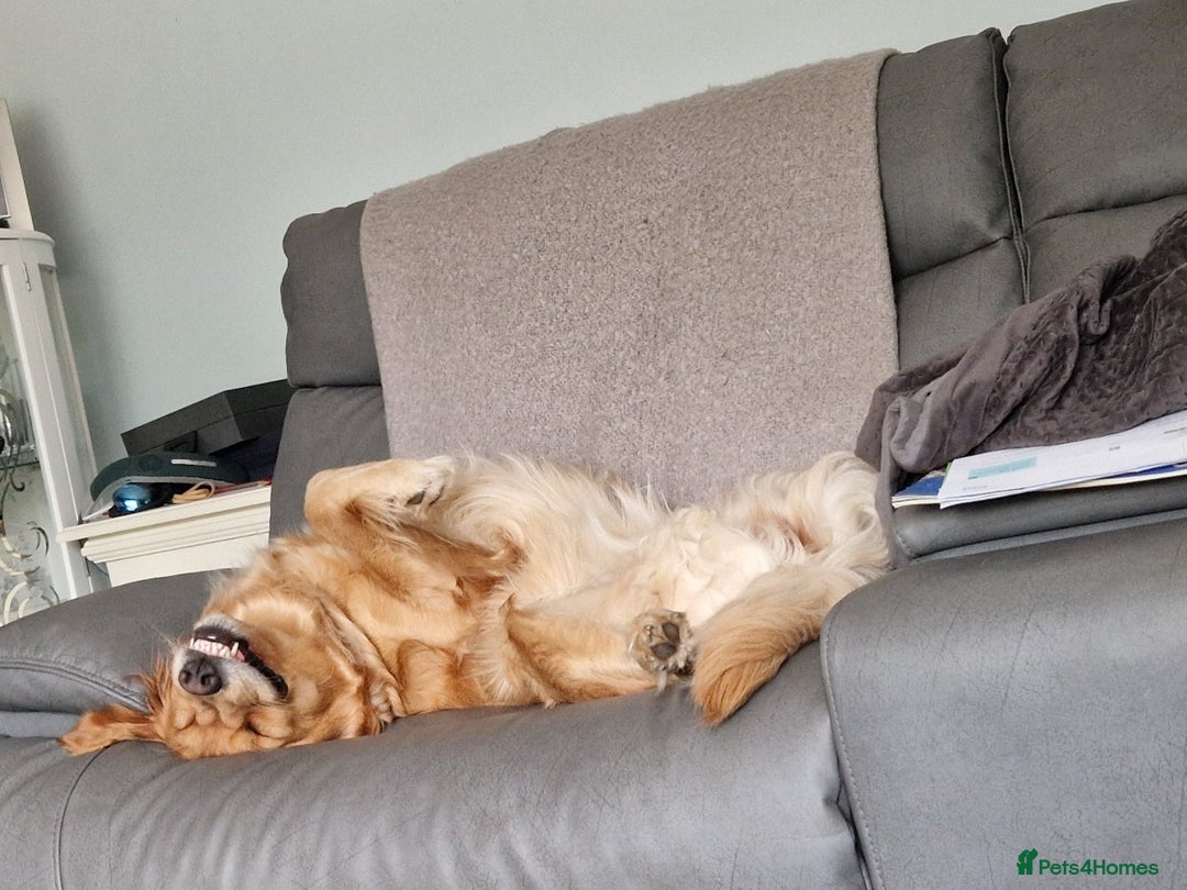 Golden Retriever dogs for sale: Gorgeous dark golden litter - Image 4