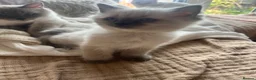 Ragdoll cats for sale: Stunning chunky Blue Point Ragdolls in Newport - Advert 15