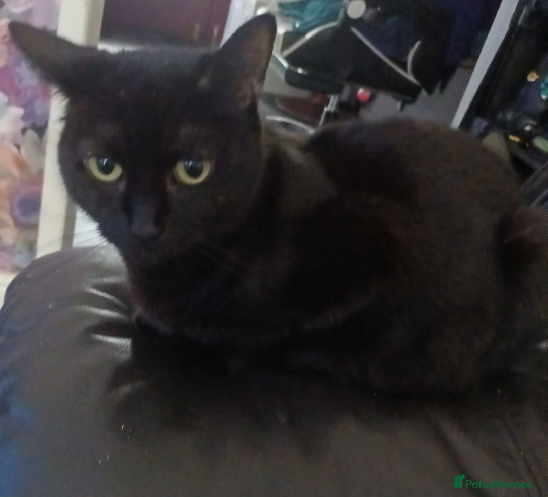 British Shorthair cats for sale: British short hair/black ghost tabby - Advert 6