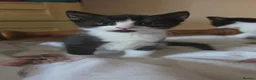 Domestic Shorthair cats for sale: Fluffy kittens - Advert 30