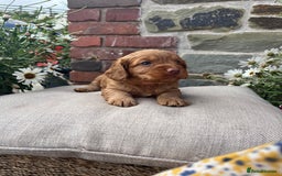 Cockapoo dogs for sale: Beautiful Toy F1 Cockapoo Puppies for sale - Image 9