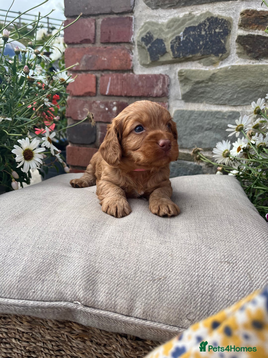 Cockapoo dogs for sale: Beautiful Toy F1 Cockapoo Puppies for sale - Image 9