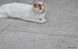 Mixed Breed cats for sale: Male and female cat - Image 3