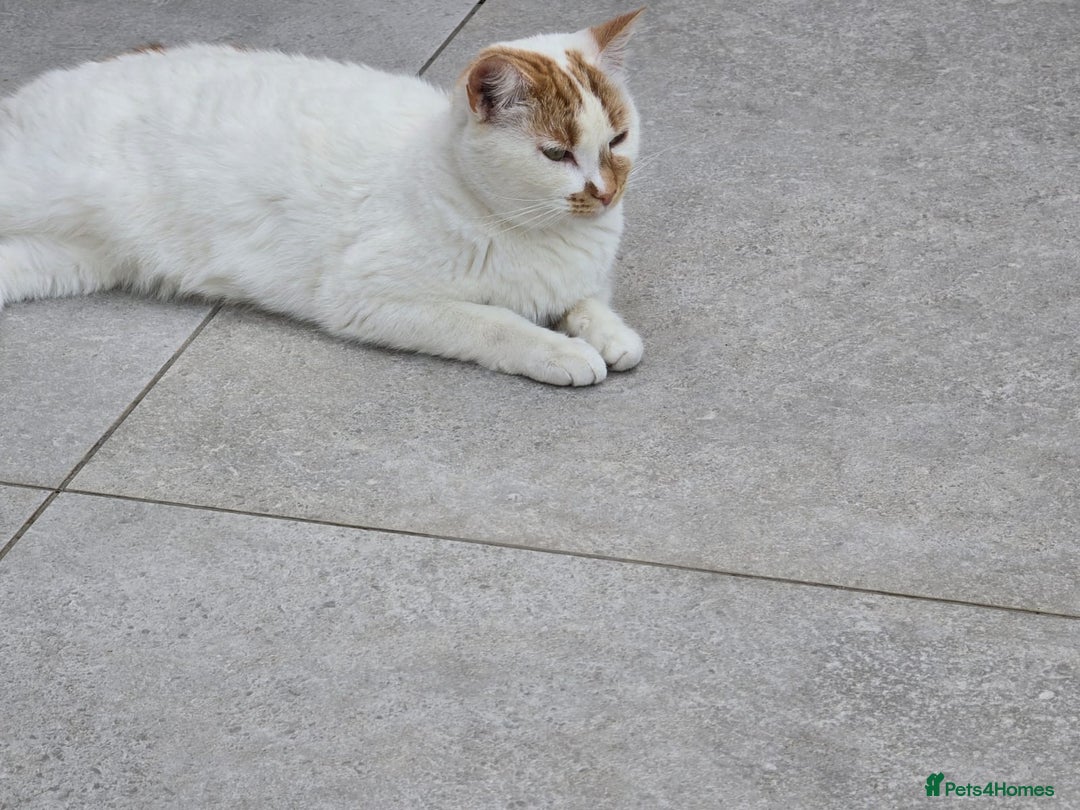 Mixed Breed cats for sale: Male and female cat - Image 3