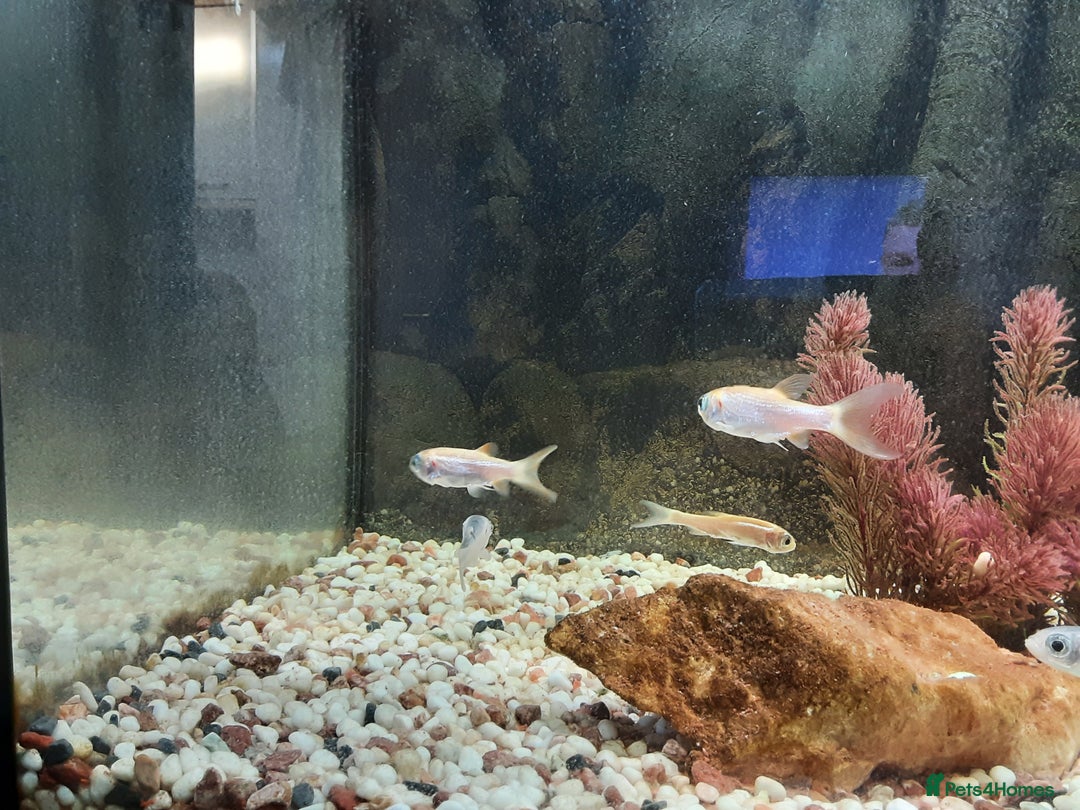 Goldfish fish for sale: Cold water fish for sale - Advert 2