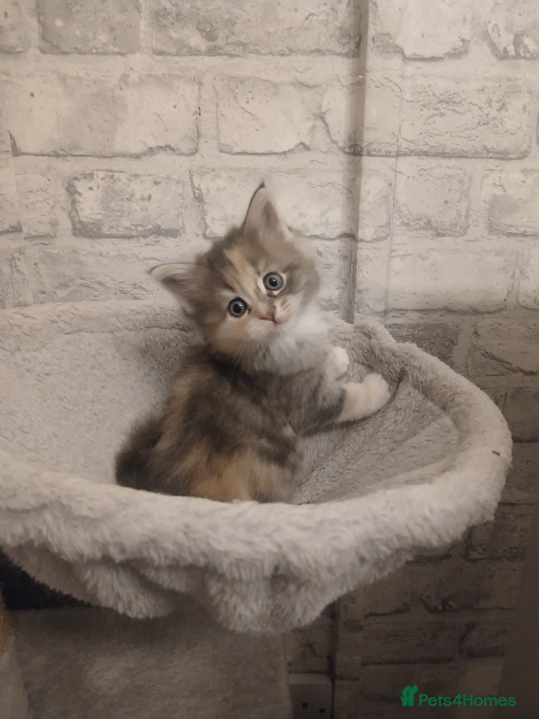 Maine Coon cats for sale: Mainecoon kittens  - Image 10