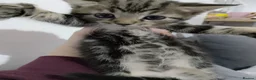 Bengal cats for sale: READY NOW - Advert 7