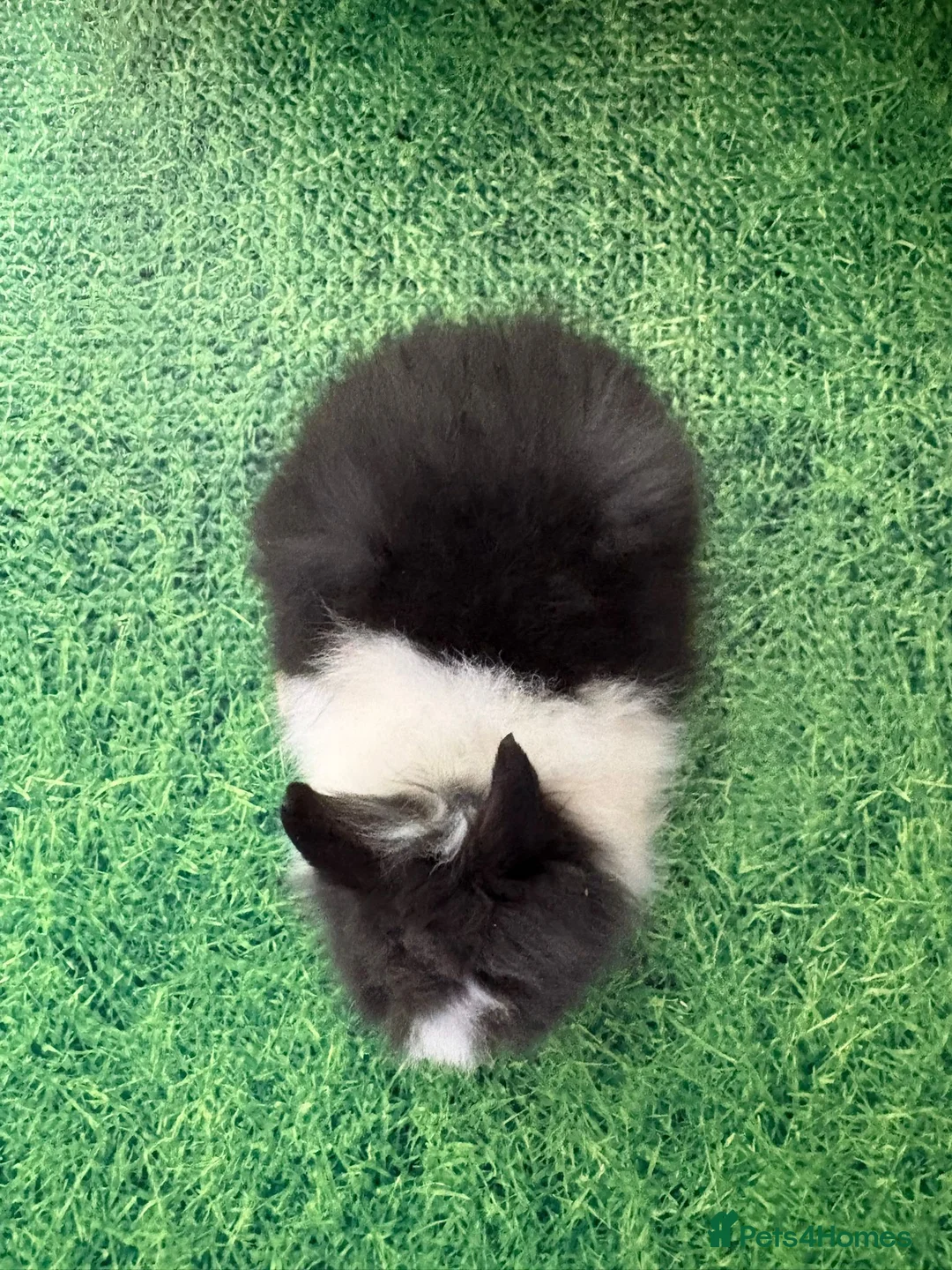Lionhead rabbits for sale: Baby double main lionhead bunnies for sale  - Advert 13