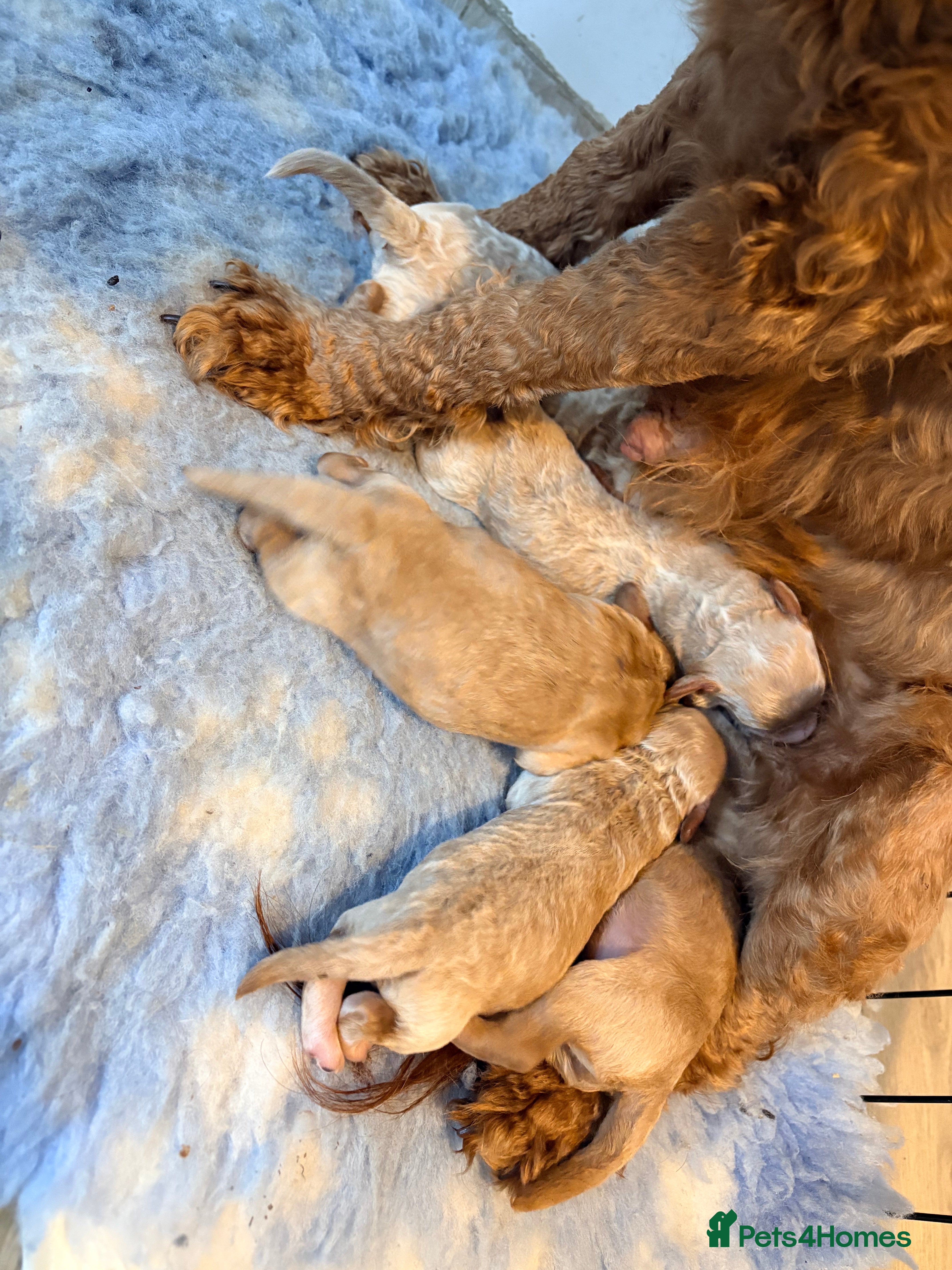 Cockapoo dogs F1B cockapoos  - Advert 4