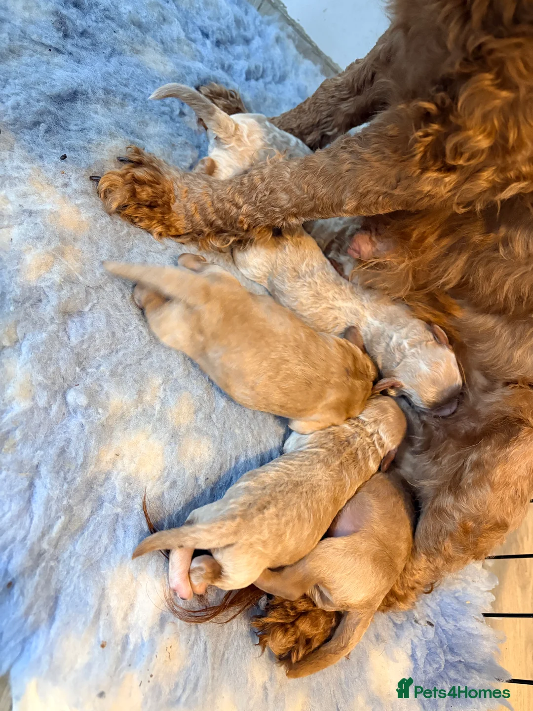 Cockapoo dogs for sale: F1B cockapoos  in Maldon - Advert 1