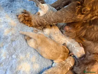 Cockapoo dogs F1B cockapoos - Advert 4