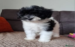 Cockapoo dogs for sale: Fully Vaccinated Best Friend Sofa Companions 🥰   - Image 28