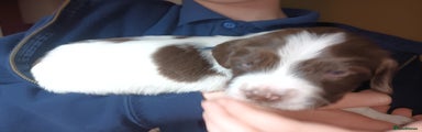 English Springer Spaniel Puppy 2