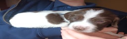 English Springer Spaniel dogs for sale: KC registered English Springer Spaniels - Advert 4