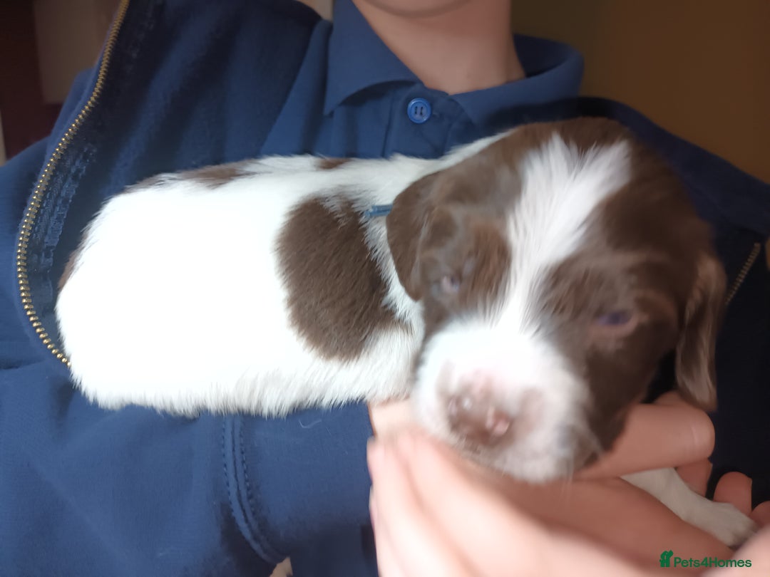 English Springer Spaniel dogs for sale: KC registered English Springer Spaniels - Image 4