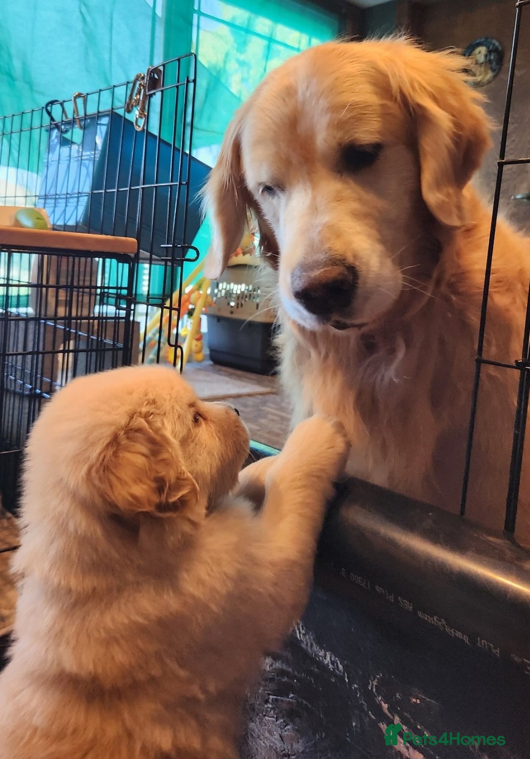 Golden Retriever dogs for sale: Meet our outstanding litter of Retriever puppies! - Advert 3