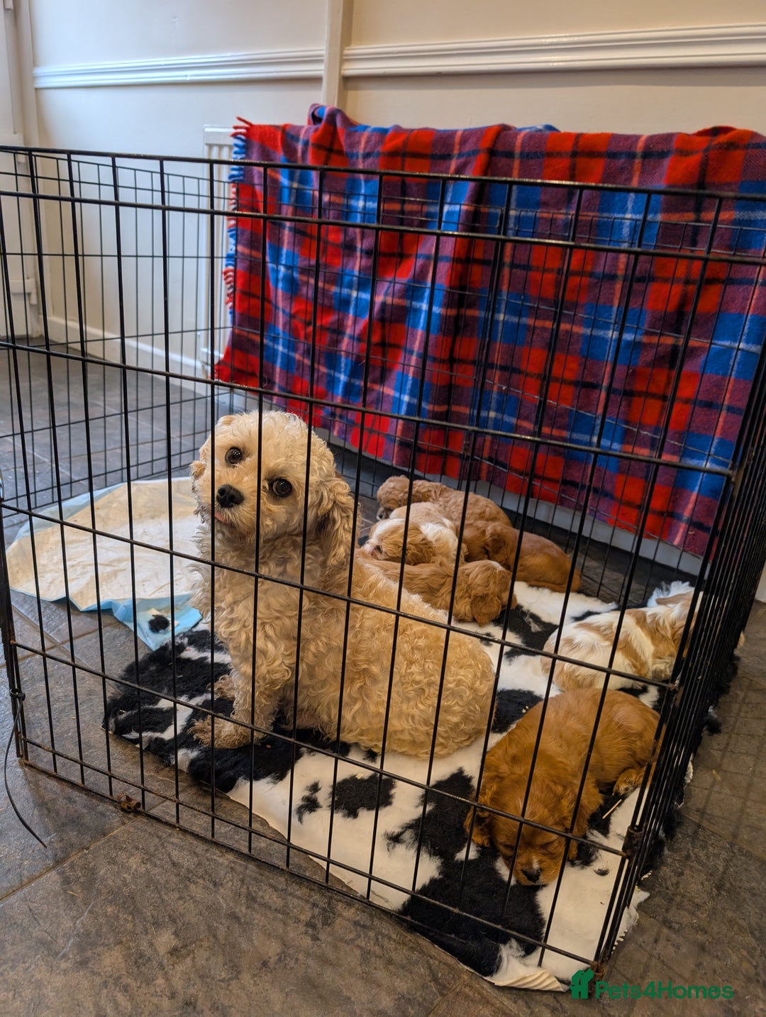 Cavachon dogs for sale: 8 STUNNING F1B CAVACHONS - Image 5
