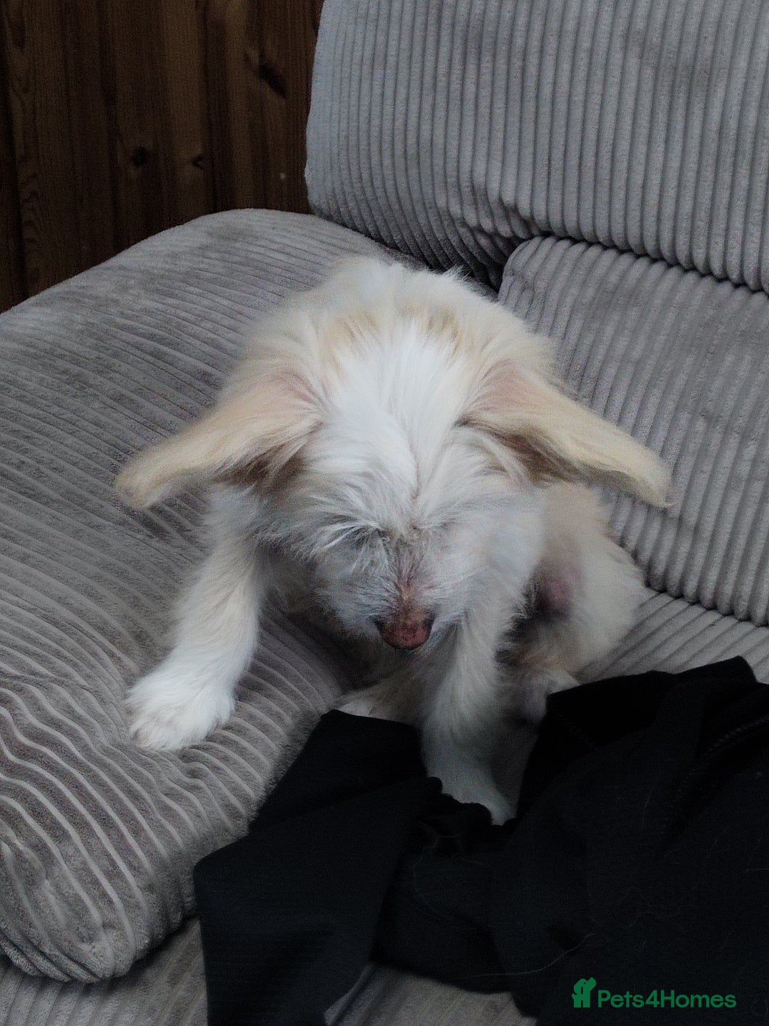 Chinese Crested dogs for sale: 1 Chinese crested Hairy Hairless BOY remaining  - Image 8
