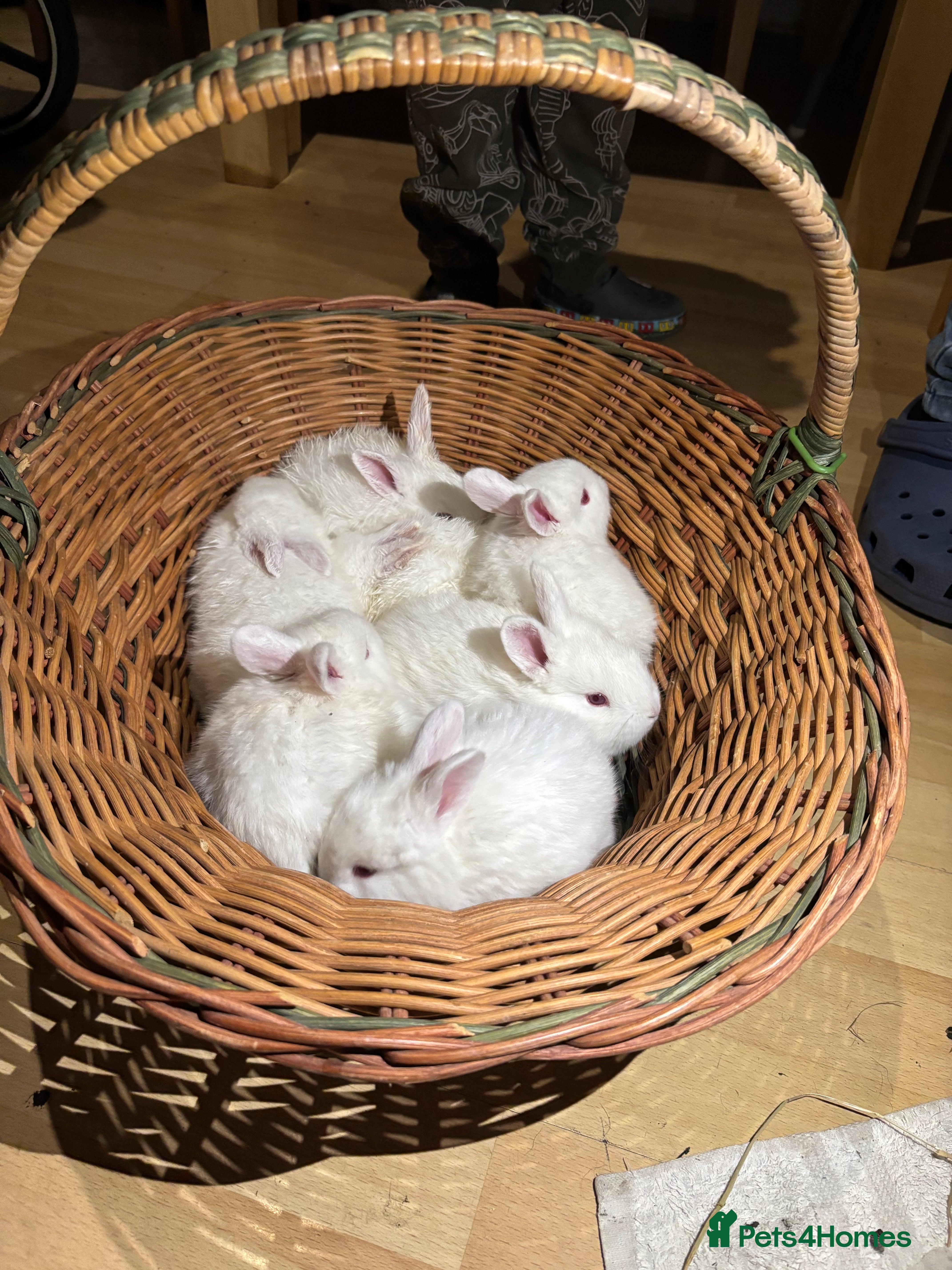 New Zealand rabbits Rabbits White New Zealand for Sale in Mountain Ash - Advert 2