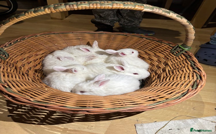 New Zealand rabbits Rabbits White New Zealand for Sale in Mountain Ash - Advert 1