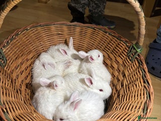 New Zealand rabbits Rabbits White New Zealand for Sale in Mountain Ash - Advert 1