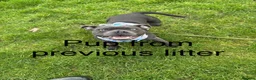 Staffordshire Bull Terrier dogs for sale: 🎖️Scuba_staffies. VALGLO x BRONSON lines 🎖️ - Advert 9