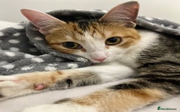 Mixed Breed cats for sale: Mother & Daughter Mixed Bengals - Image 5