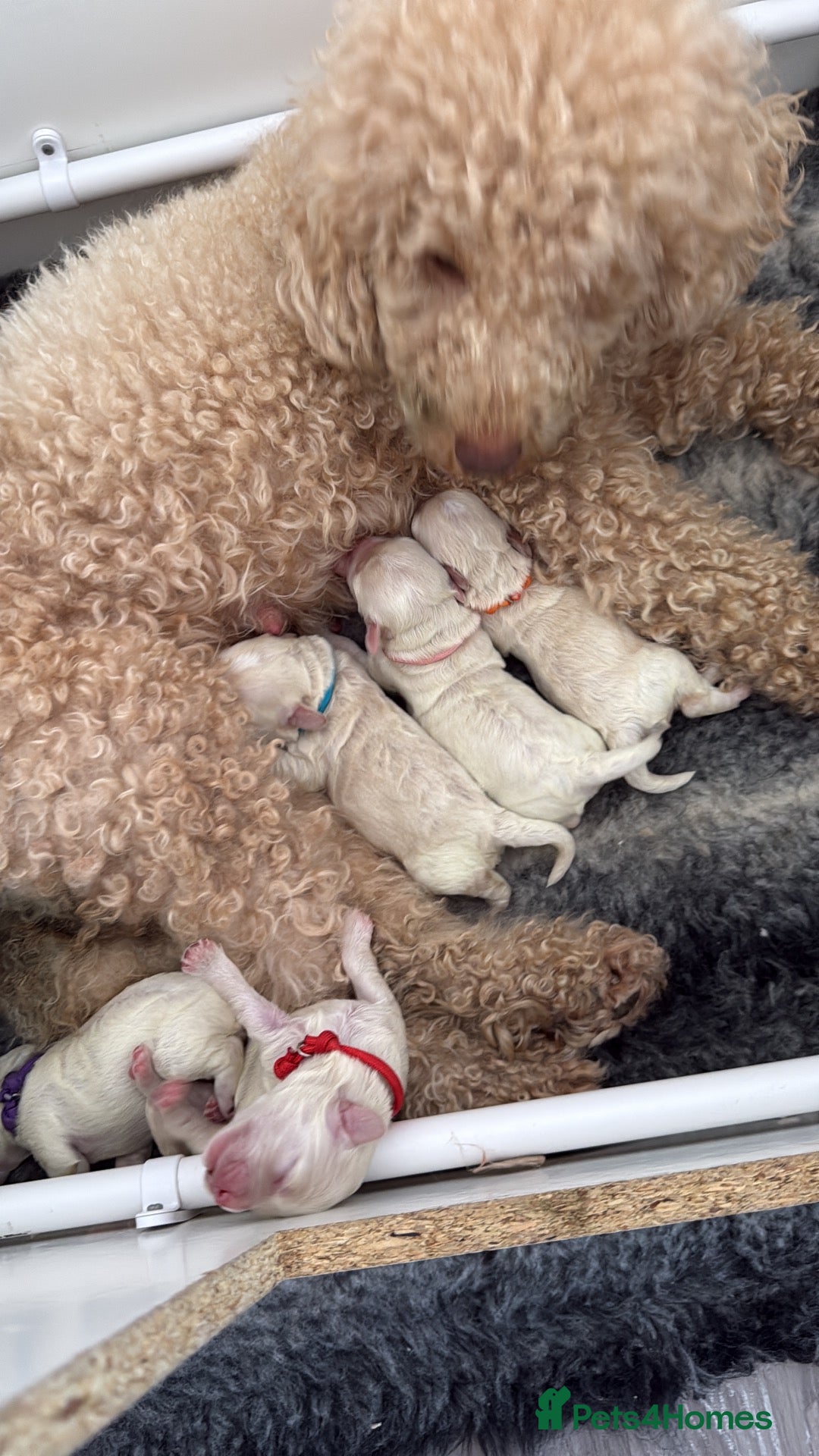 Maltipoo dogs Stunning Maltipoo Puppies  - Advert 2