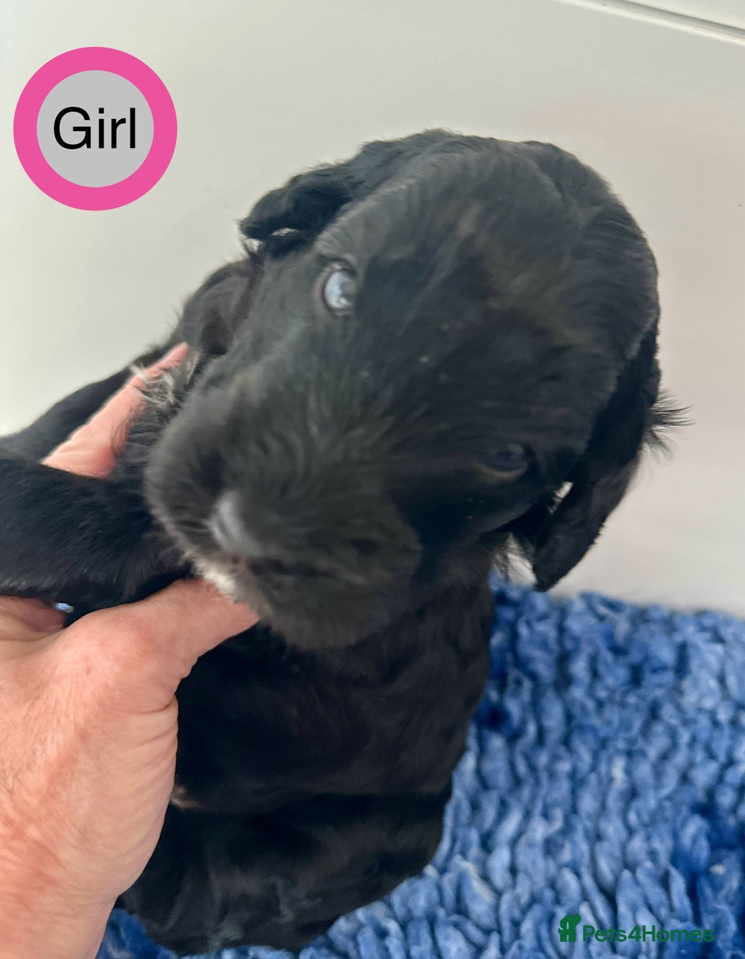Goldendoodle dogs for sale: Standard Golden Sheepadoodle puppies - Image 3