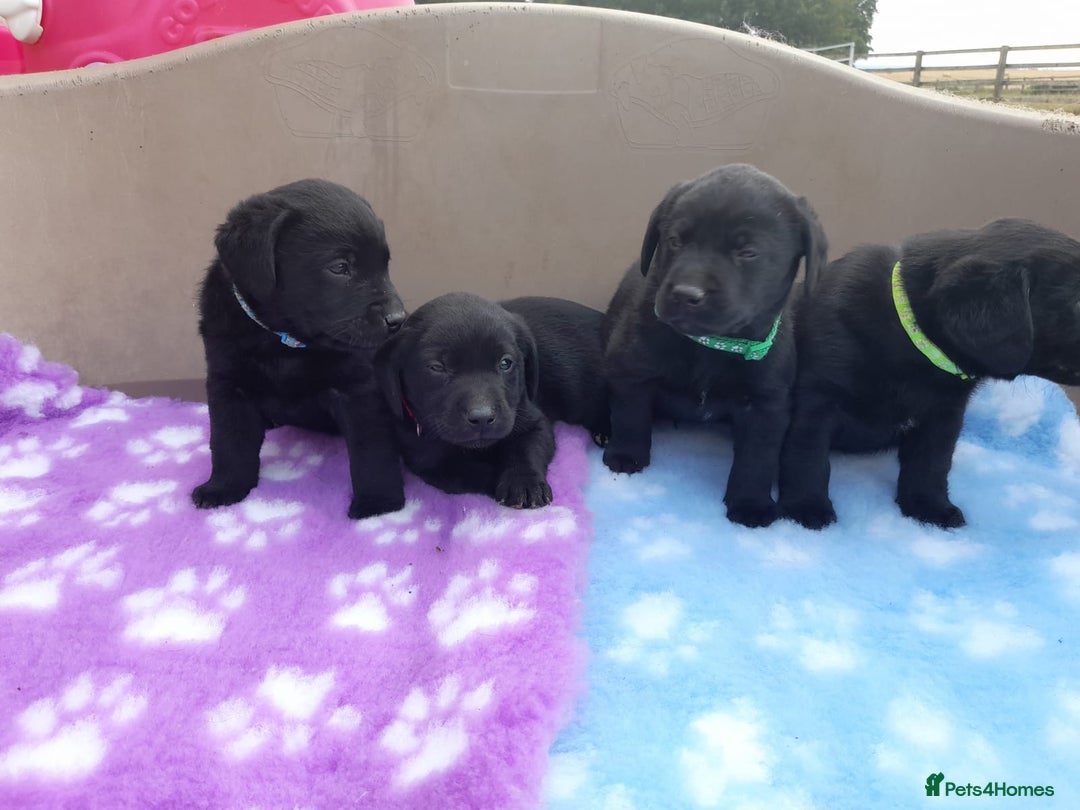 Labrador Retriever dogs for sale: KC Registered working Labrador puppies - Image 17
