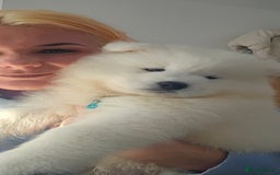 Samoyed dogs for sale: Last Boy samoyed  - Image 5