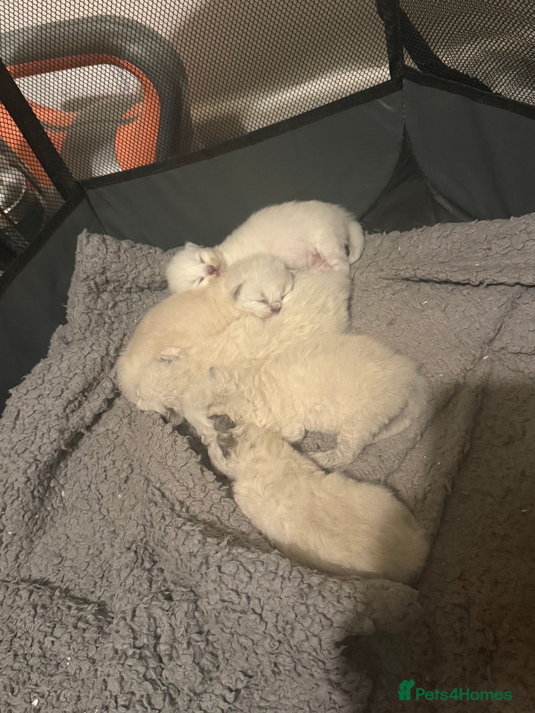 Ragdoll cats for sale: 5 beautiful ragdoll kittens - Advert 4