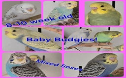 Budgerigars birds for sale: Beautiful Baby Budgies Ready now!!! - Image 1
