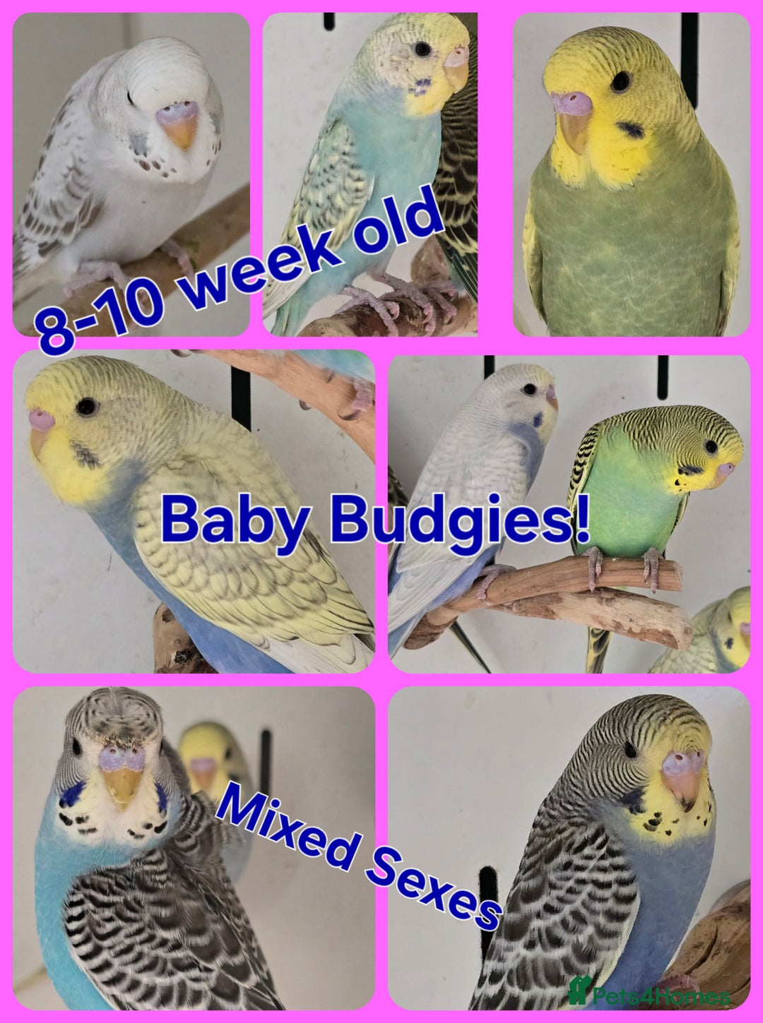 Budgerigars birds for sale: Beautiful Baby Budgies Ready now!!! - Image 1