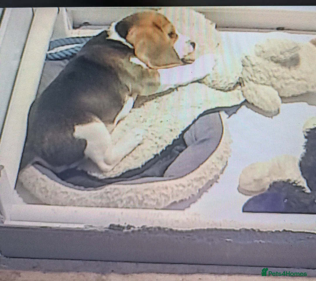 Beagle dogs for sale: Meet Chester  - Advert 3