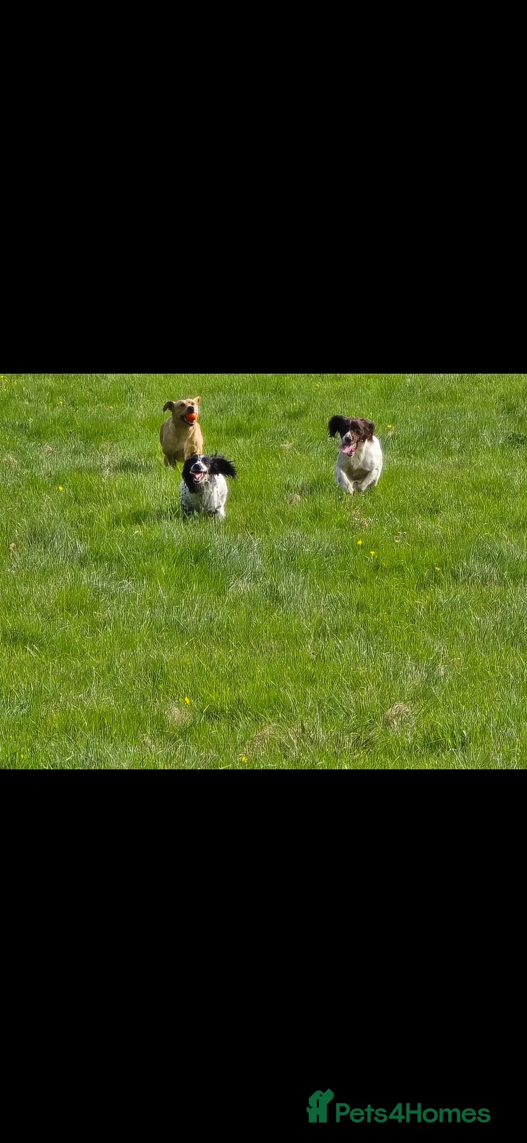 English Springer Spaniel dogs for stud: Kc springer dog available for stud.  - Advert 7