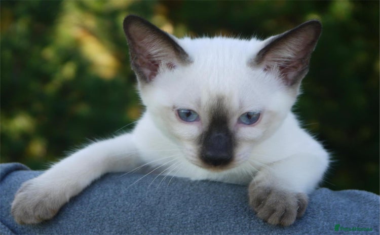 Siamese cats - Advert 2