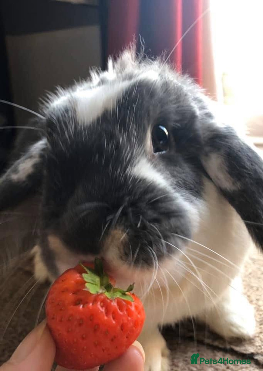 English Lop rabbits for sale: 2 x Male Lop Rabbits - Advert 11