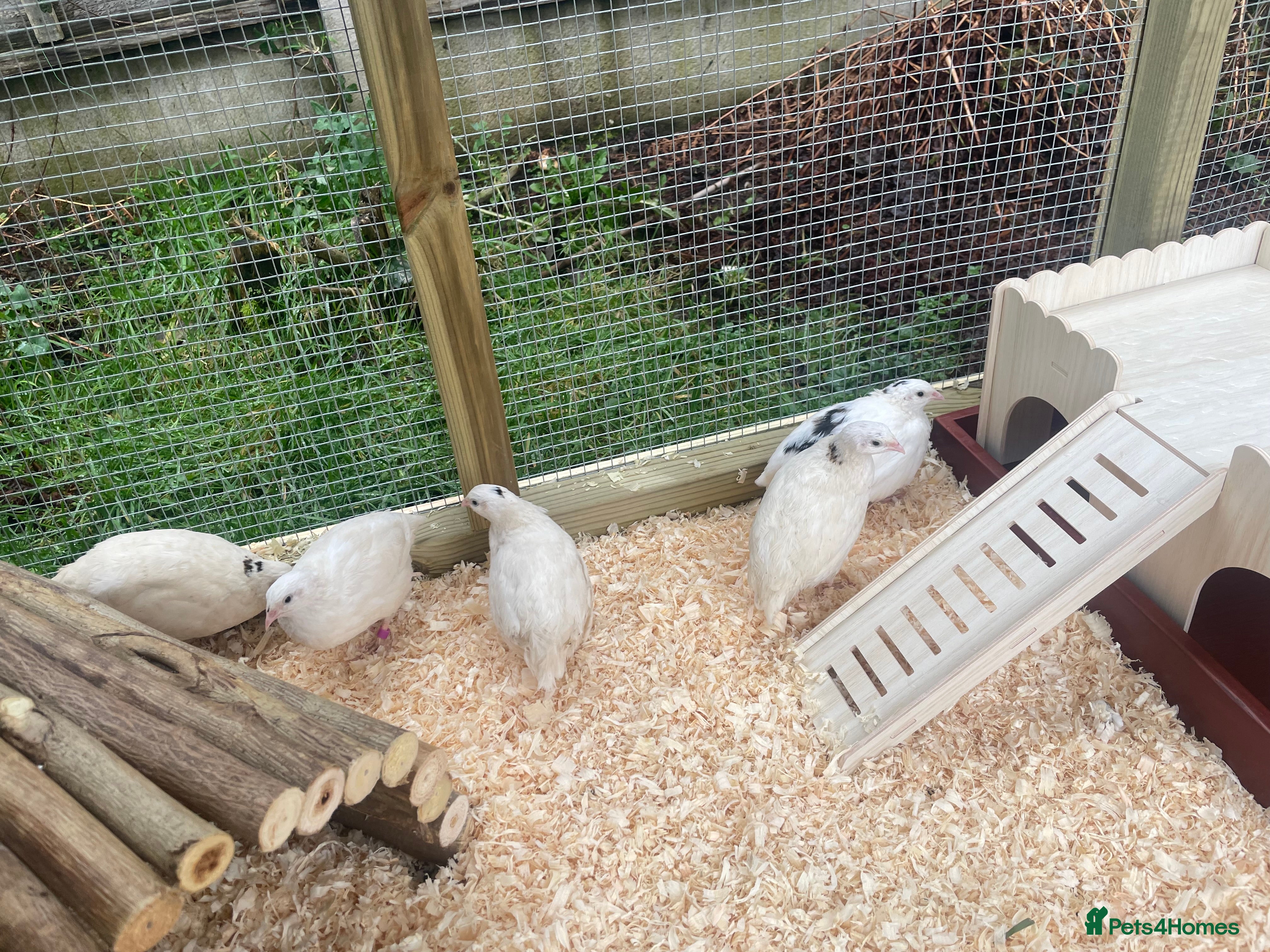 Quail poultry ** JUMBO WHITE QUAIL EGGS FOR SALE ** - Advert 2