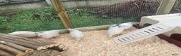 Quail poultry for sale: ** JUMBO WHITE QUAIL EGGS FOR SALE ** - Advert 2