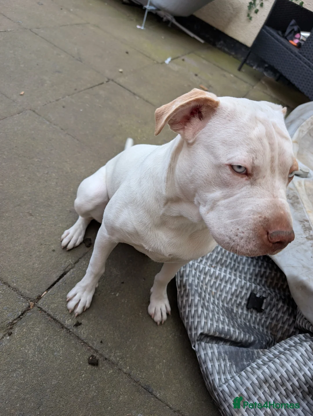 Mixed Breed dogs for sale: Staff X sharp pei  - Advert 2