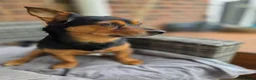 Chiweenie dogs for sale: Lovely 3 year old Diego for Rehoming 🐾💙 - Advert 9