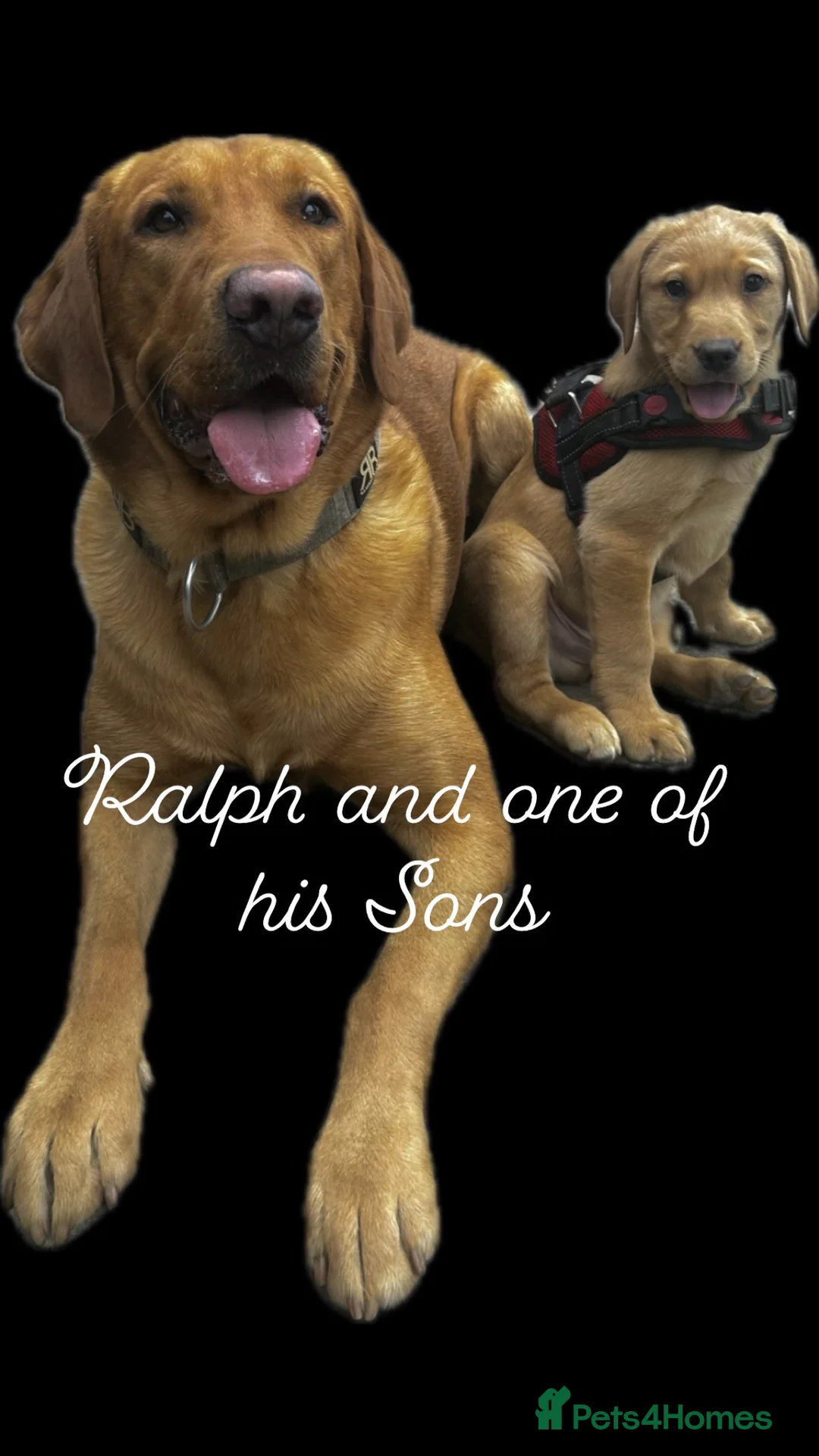 Labrador Retriever dogs for stud: Pedigree Health tested Fox Red Labrador for stud  in Wolverhampton - Advert 9