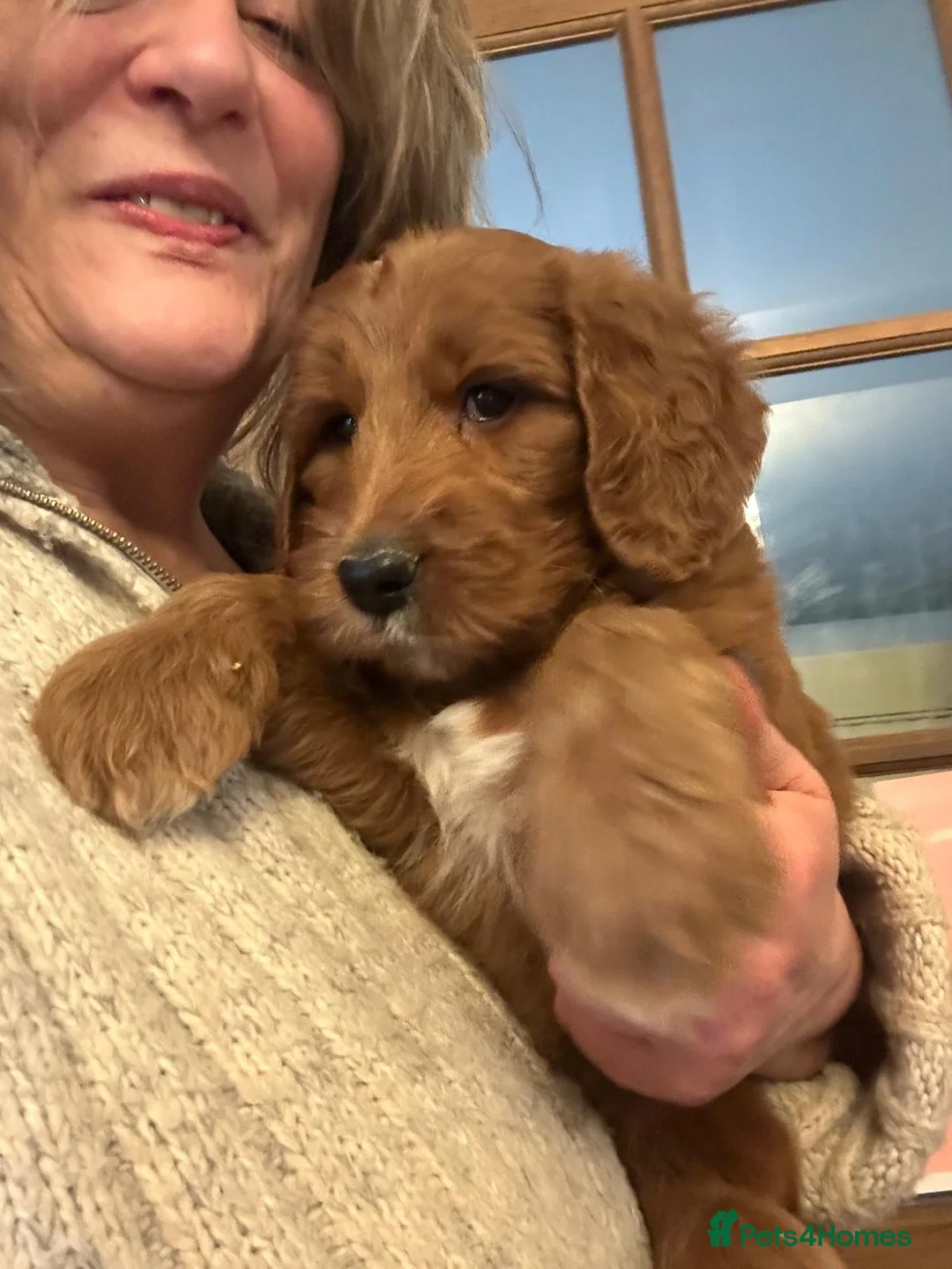 Australian Labradoodle dogs for sale: Australian Labradoodles Exceptional Temperaments in Castle Douglas - Advert 21