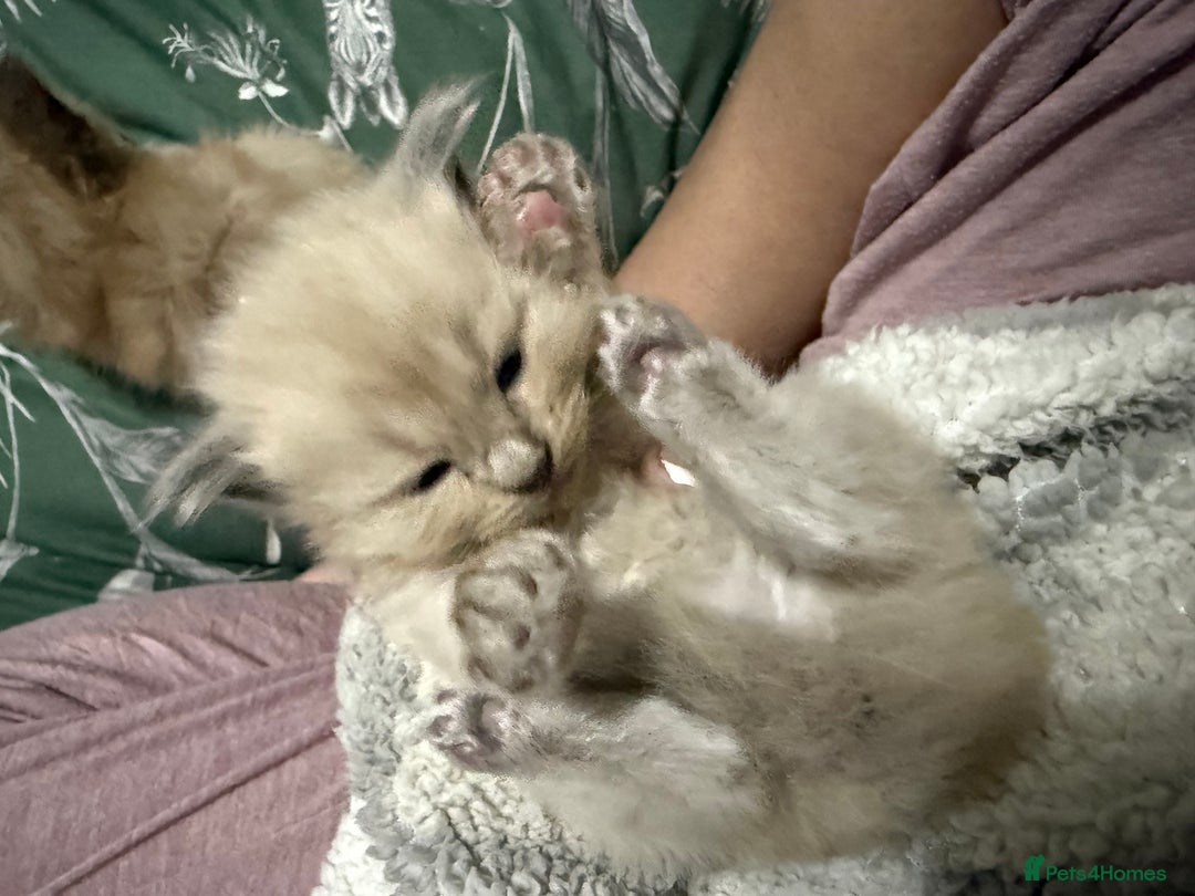 Ragdoll cats for sale: FEMALE blue mitted ragdoll x - Image 3