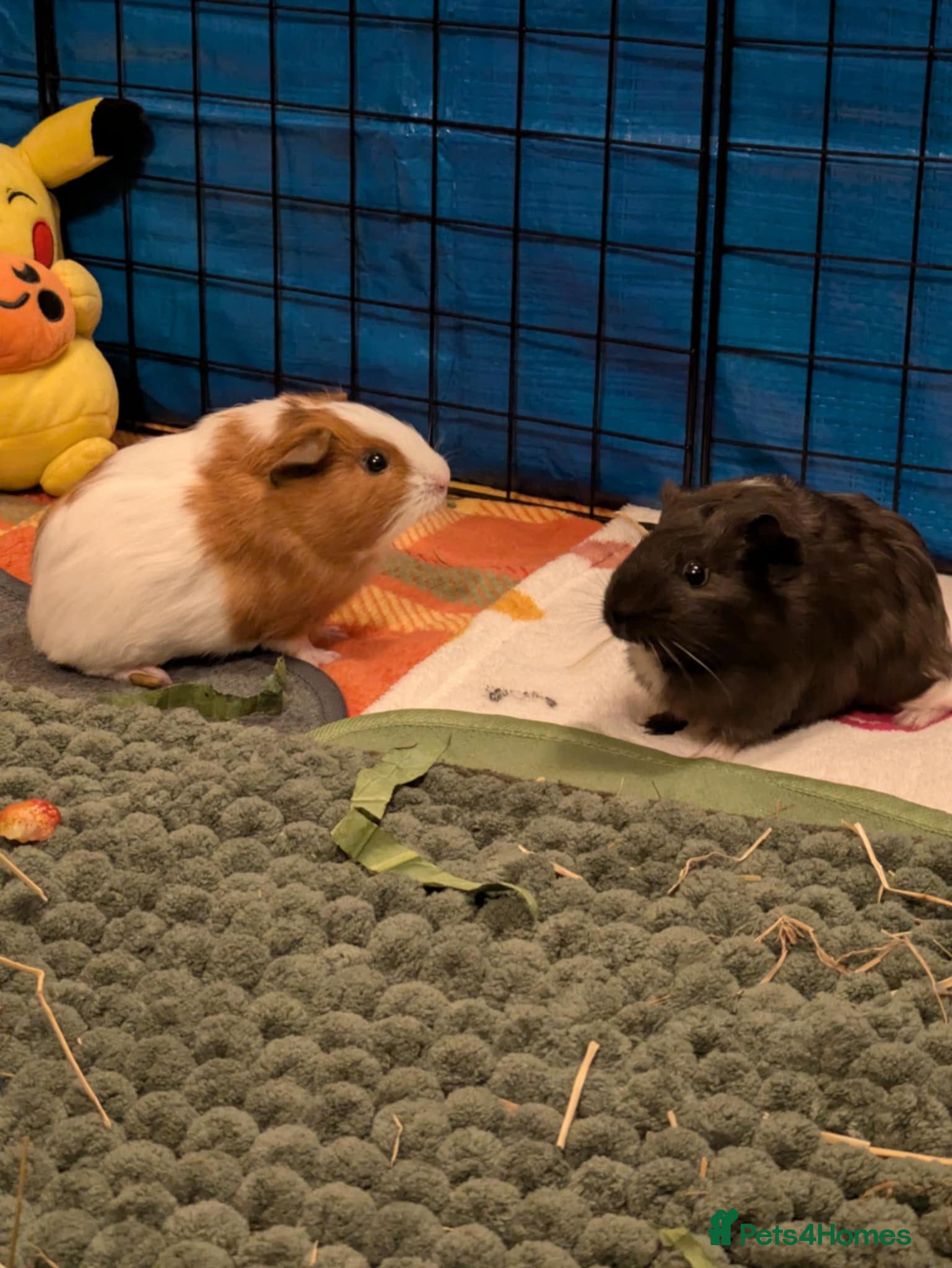 Guinea Pig rodents 💕2 Sweet Boys with Full Set Up💕 - Advert 1