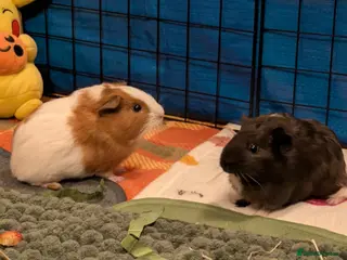 Guinea Pig rodents 💕2 Sweet Boys with Full Set Up💕 - Advert 1