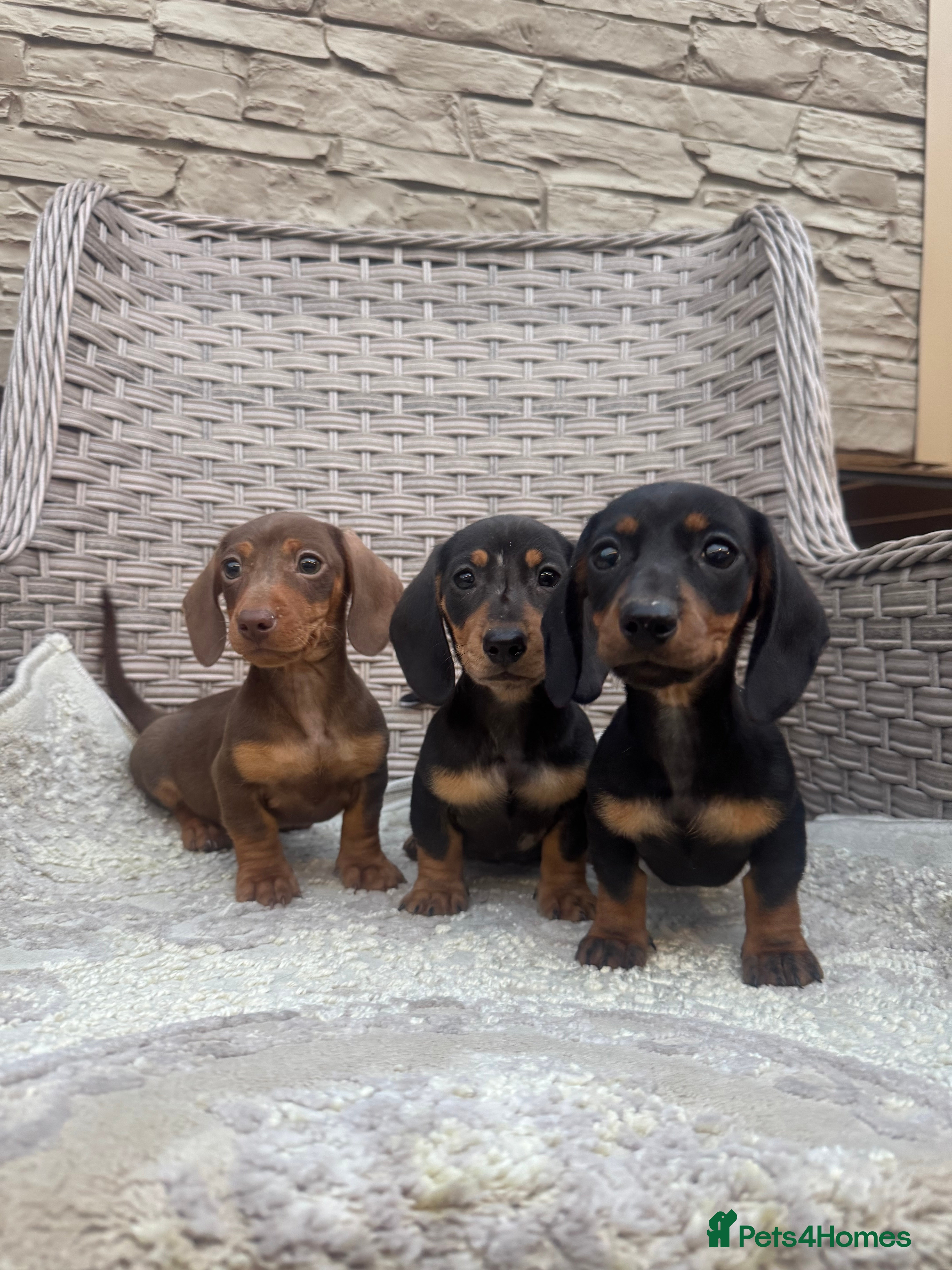 Miniature Dachshund dogs Miniature dachshunds (council licensed breeder) - Advert 14