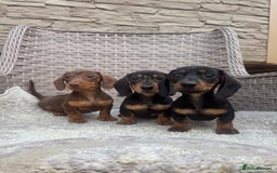 Miniature Dachshund dogs for sale: Miniature dachshunds (council licensed breeder) - Image 1